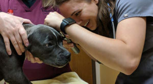 Dog during wellness & preventative care exam